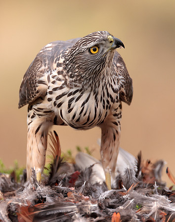 Goshawk Accipiter gentilis