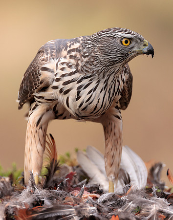 Goshawk Accipiter gentilis