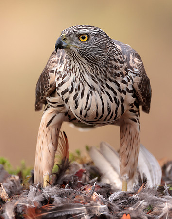 Goshawk Accipiter gentilis