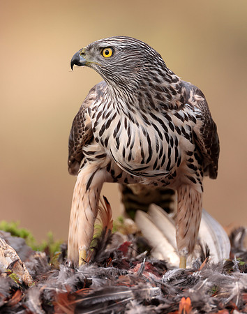 Goshawk Accipiter gentilis
