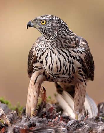 Goshawk Accipiter gentilis