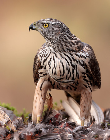 Goshawk Accipiter gentilis