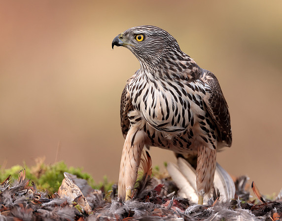 Goshawk Accipiter gentilis