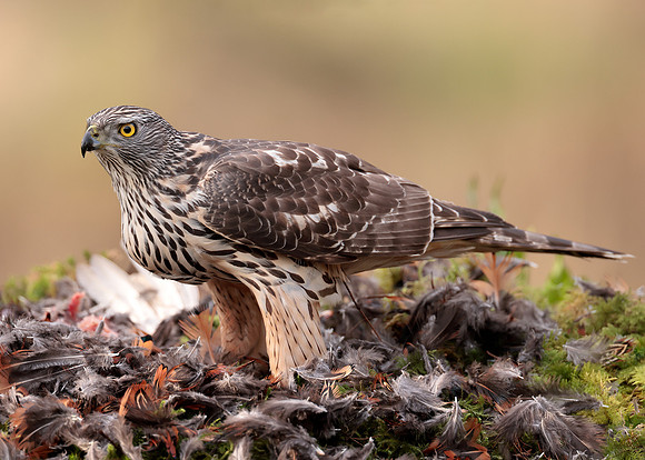 Goshawk Accipiter gentilis