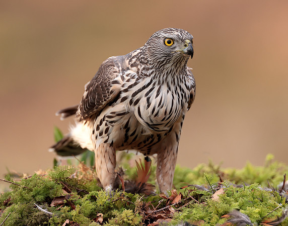 Goshawk Accipiter gentilis