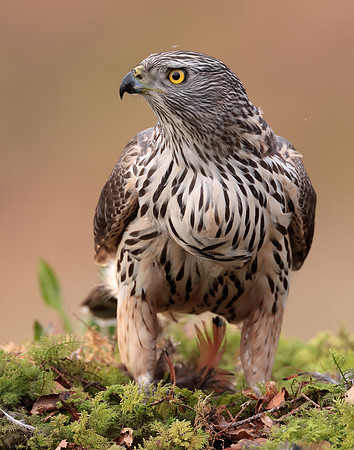 Goshawk Accipiter gentilis