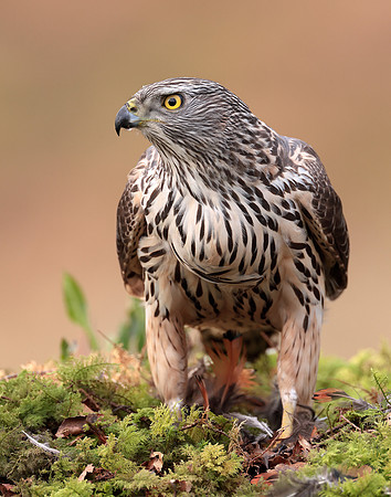 Goshawk Accipiter gentilis