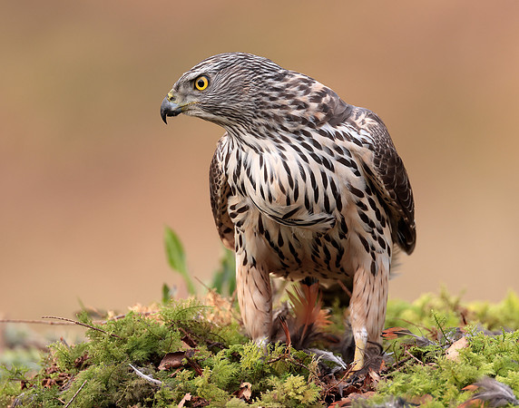 Goshawk Accipiter gentilis