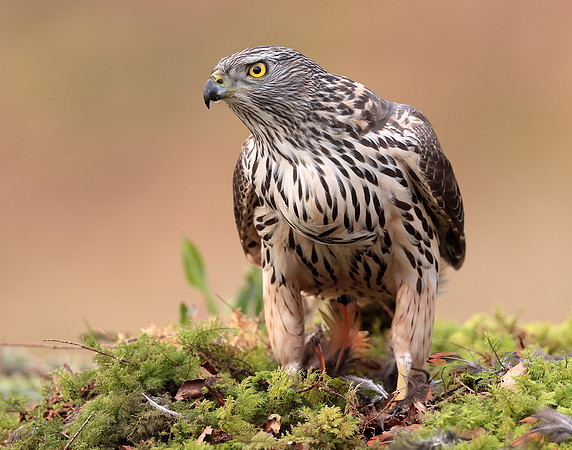 Goshawk Accipiter gentilis