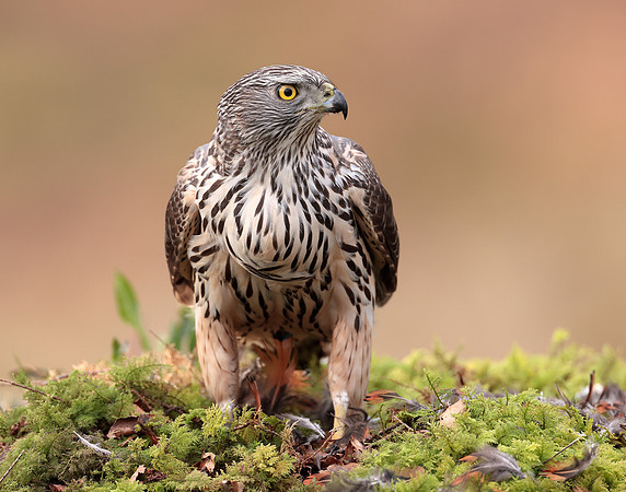 Goshawk Accipiter gentilis