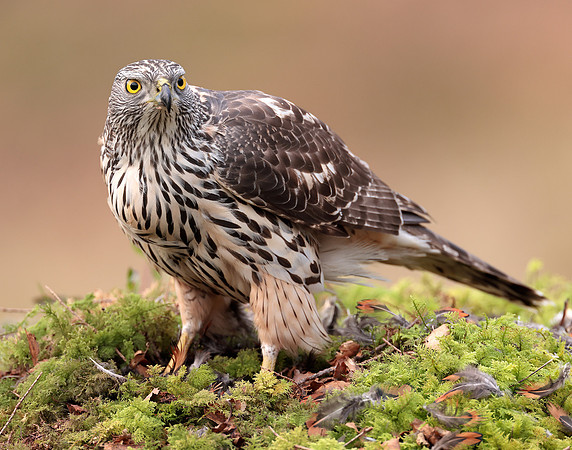 Goshawk Accipiter gentilis