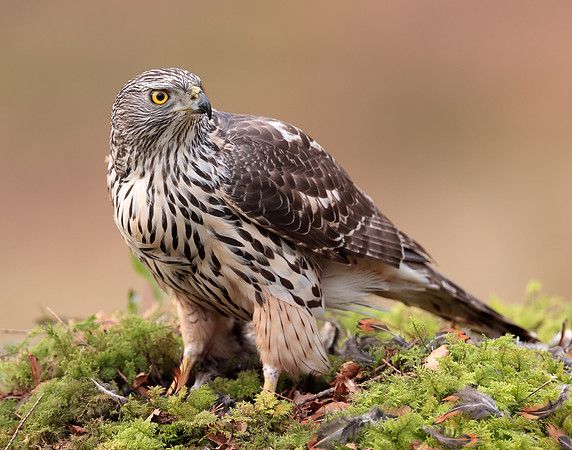 Goshawk Accipiter gentilis
