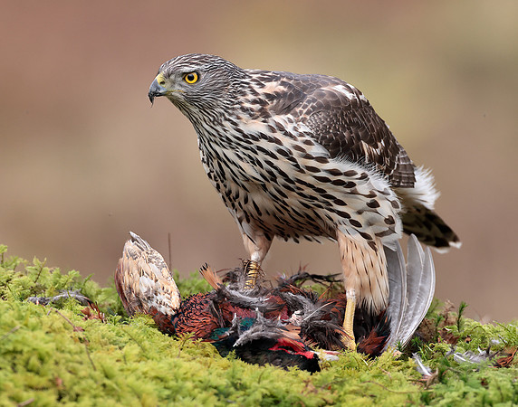 Goshawk Accipiter gentilis