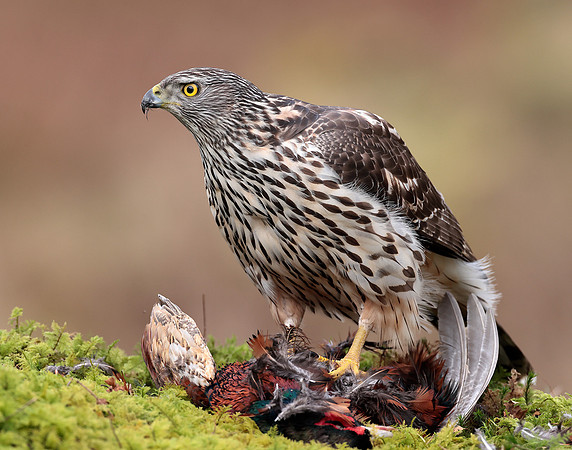 Goshawk Accipiter gentilis