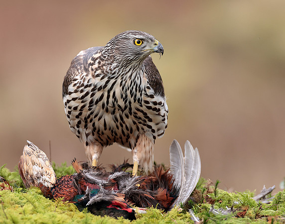 Goshawk Accipiter gentilis