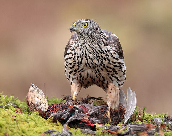 Goshawk Accipiter gentilis