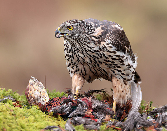Goshawk Accipiter gentilis