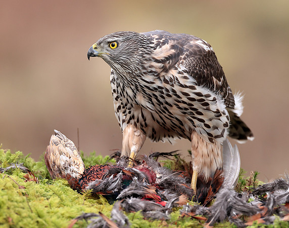 Goshawk Accipiter gentilis