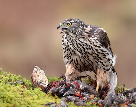 Goshawk Accipiter gentilis