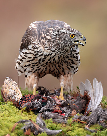 Goshawk Accipiter gentilis