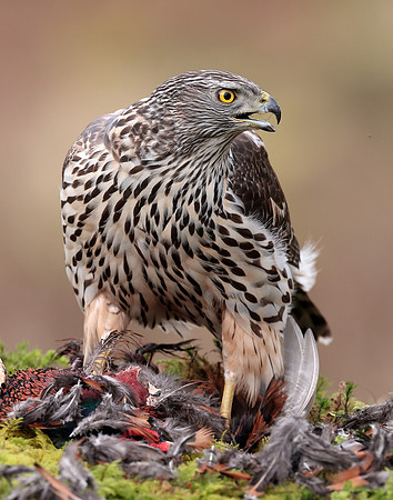 Goshawk Accipiter gentilis