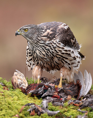 Goshawk Accipiter gentilis