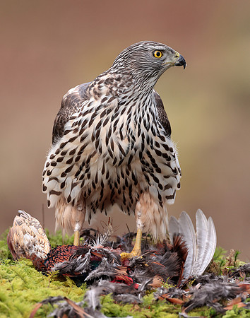 Goshawk Accipiter gentilis