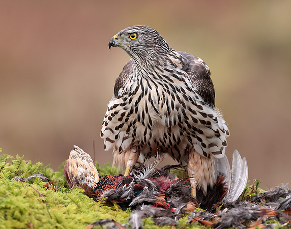 Goshawk Accipiter gentilis