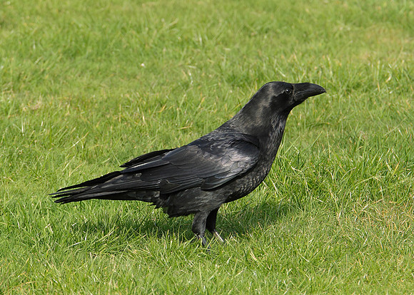 Raven Corvus corax