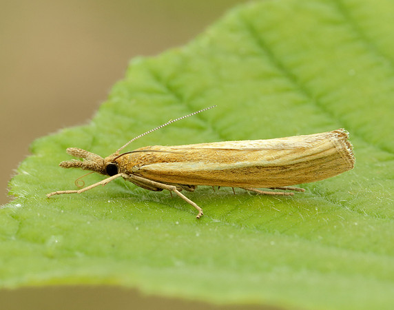 63.089 BF1305 Agriphila tristella