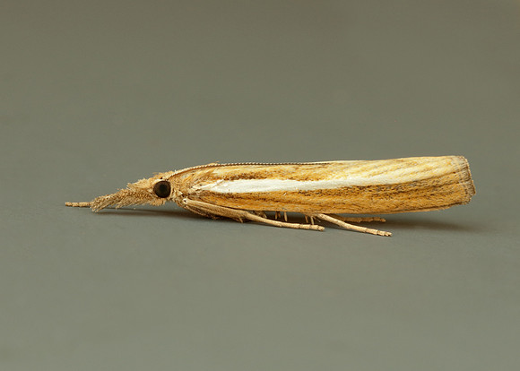 63.089 BF1305 Agriphila tristella