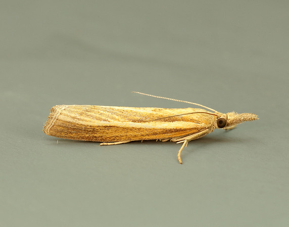 63.089 BF1305 Agriphila tristella