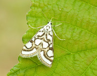 63.118 BF1350 Beautiful China-mark Nymphula nitidulata