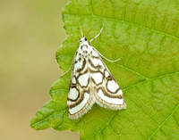 63.118 BF1350 Beautiful China-mark Nymphula nitidulata