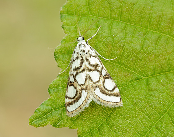 63.118 BF1350 Beautiful China-mark Nymphula nitidulata