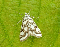 63.118 BF1350 Beautiful China-mark Nymphula nitidulata