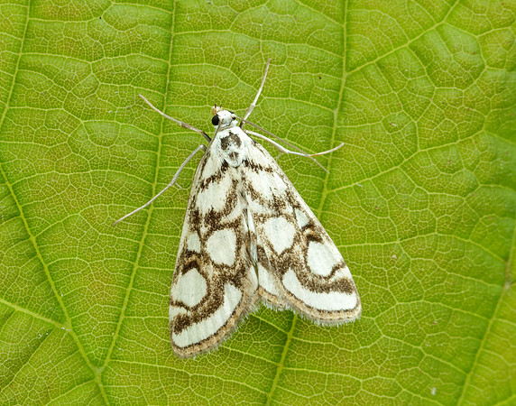 63.118 BF1350 Beautiful China-mark Nymphula nitidulata