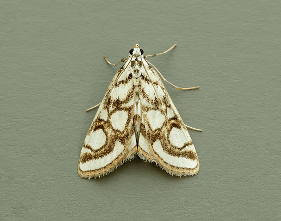 63.118 BF1350 Beautiful China-mark Nymphula nitidulata