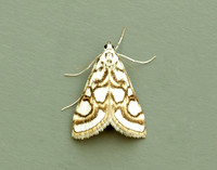 63.118 BF1350 Beautiful China-mark Nymphula nitidulata