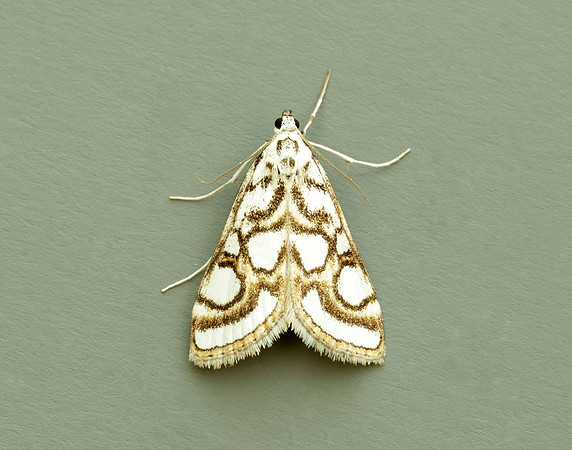 63.118 BF1350 Beautiful China-mark Nymphula nitidulata
