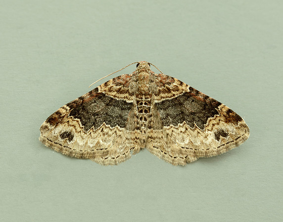 70.052 BF1725 Dark-barred Twin-spot Carpet Xanthorhoe ferrugata