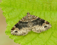 70.052 BF1725 Dark-barred Twin-spot Carpet Xanthorhoe ferrugata