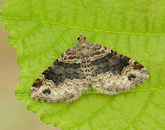 70.052 BF1725 Dark-barred Twin-spot Carpet Xanthorhoe ferrugata