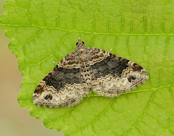 70.052 BF1725 Dark-barred Twin-spot Carpet Xanthorhoe ferrugata