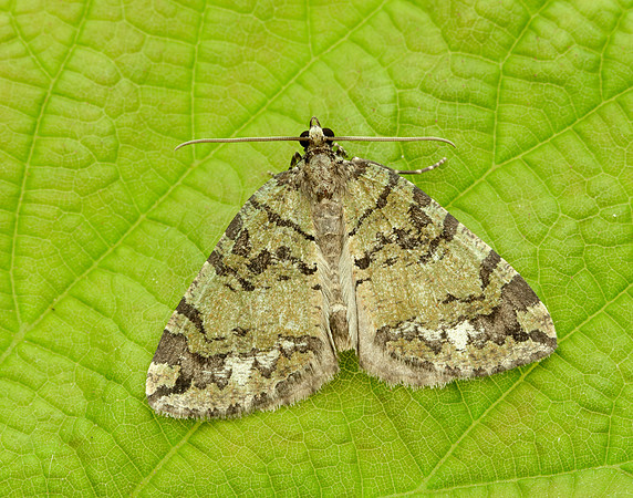 70.074 BF1777 July Highflyer Hydriomena furcata