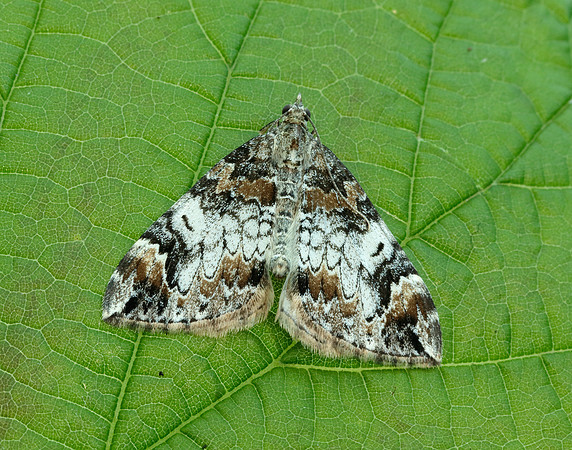 70.098 BF1762 Dark Marbled Carpet Dysstroma citrata