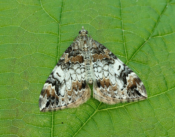 70.098 BF1762 Dark Marbled Carpet Dysstroma citrata