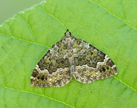 70.099 BF1774 Beech-green Carpet Colostygia olivata