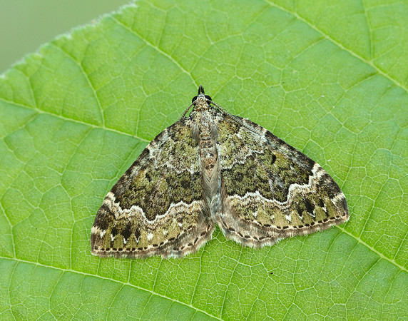 70.099 BF1774 Beech-green Carpet Colostygia olivata