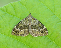 70.099 BF1774 Beech-green Carpet Colostygia olivata